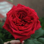 Botero Rose photo review