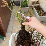 Juicy Terrazza Rose photo review