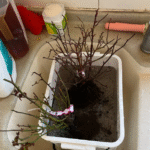 Juicy Terrazza Rose photo review