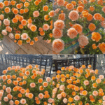 Juicy Terrazza Rose photo review