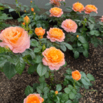 Juicy Terrazza Rose photo review