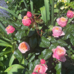 Vuvuzela Rose photo review