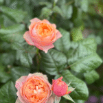 Vuvuzela Rose photo review