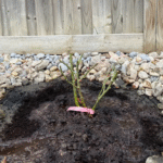 Creamy Eden Rose photo review