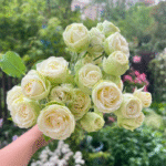 Creamy Eden Rose photo review