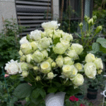 Creamy Eden Rose photo review