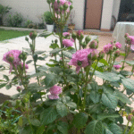 Mercury king terrazza Rose 2Gal photo review