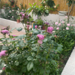 Mercury king terrazza Rose 2Gal photo review