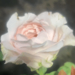 Norma Jean Rose Plant|Japanese Rose|诺玛珍|娜玛吉恩 photo review