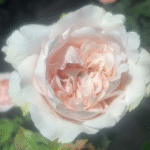 Norma Jean Rose Plant|Japanese Rose|诺玛珍|娜玛吉恩 photo review