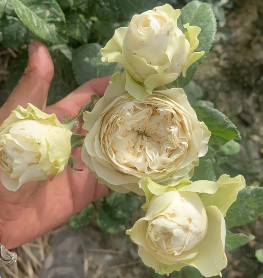 Jillian Rose Plant|Dutch Rose|吉莉安公主|吉莉安 -
