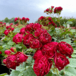 Red Lace Rose 2Gal photo review