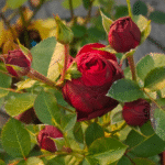 Red Lace Rose 2Gal photo review