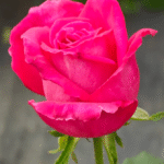 Lolita Lempicka Rose Plant|洛丽塔 photo review