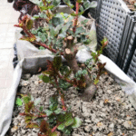 Mimi Eden Rose Cl.Mimi Eden Rose photo review