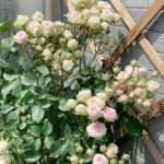 Mimi Eden Rose Cl.Mimi Eden Rose photo review