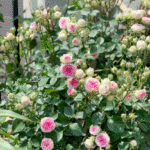 Mimi Eden Rose Cl.Mimi Eden Rose photo review