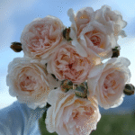 Yue long sha Rose Plant photo review