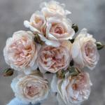 Yue long sha Rose Plant photo review