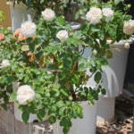 Yue long sha Rose Plant photo review