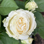 Mount Shasta Rose photo review