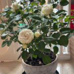 Mount Shasta Rose photo review