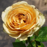 Teddys Rose photo review