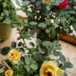 Teddys Rose photo review