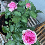 Wild Moments Rose Plant photo review