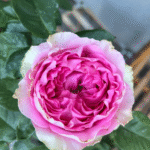 Wild Moments Rose Plant photo review