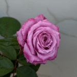 Maritim Rose photo review