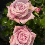 Maritim Rose photo review