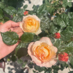 Xing Zi Fei Rose Apricot Fat Rose 3 Gal photo review