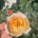 Xing Zi Fei Rose Apricot Fat Rose 3 Gal photo review