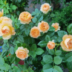 Xing Zi Fei Rose Apricot Fat Rose 3 Gal photo review