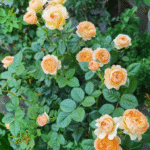 Xing Zi Fei Rose Apricot Fat Rose 3 Gal photo review