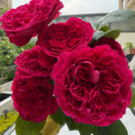 Rouge Royale Rose photo review