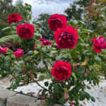 Rouge Royale Rose photo review