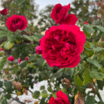 Rouge Royale Rose photo review