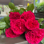 Rouge Royale Rose photo review