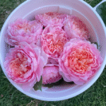 Taoran Rose photo review