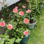 Taoran Rose photo review