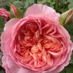 Taoran Rose photo review