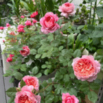 Taoran Rose photo review