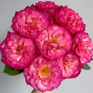 Achilles Rose丨Your roses