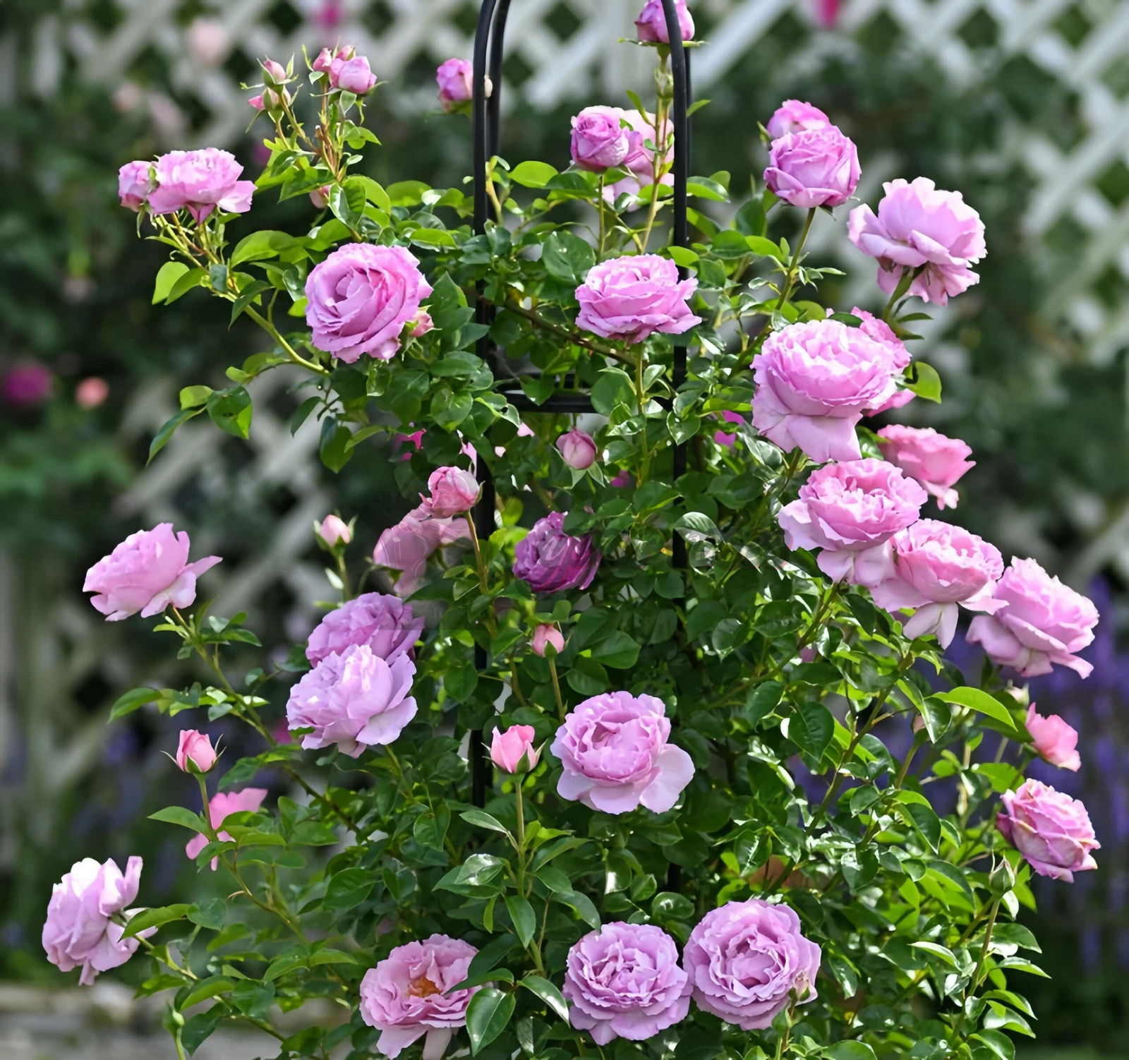 Alexandra David Neel Rose丨Your roses