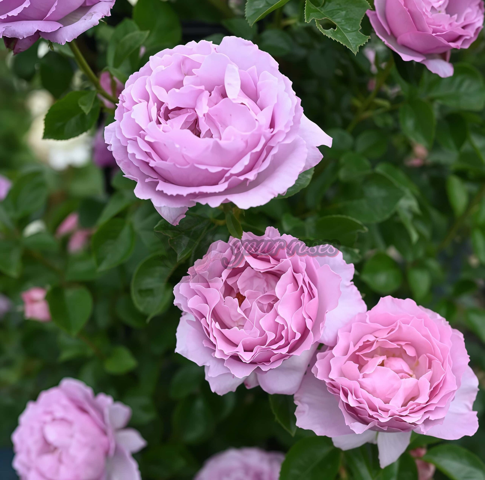 Alexandra David Neel Rose for sale丨Your roses