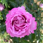 Alexandra David Neel Rose丨Your roses