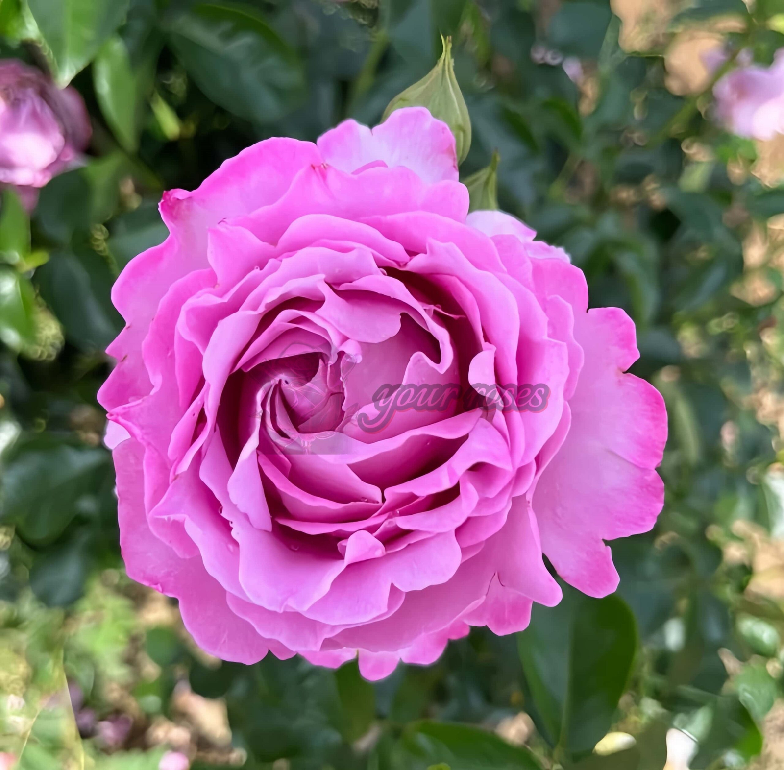 Alexandra David Neel Rose丨Your roses