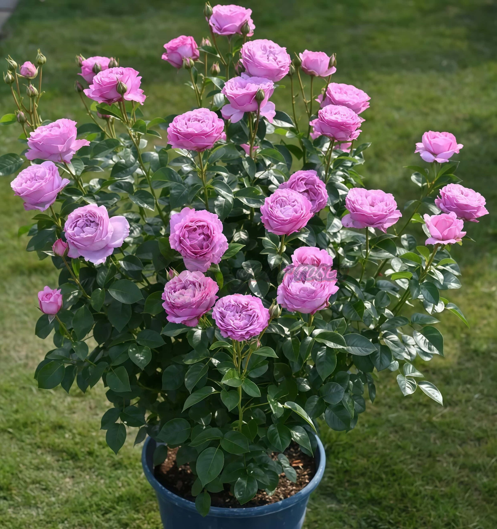 Alexandra David Neel Rose plant丨Your roses